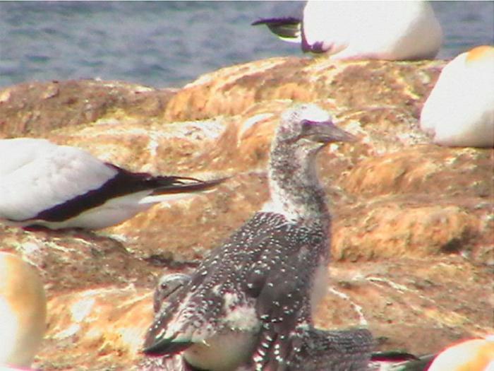 ポートランド Cape Nelson Lighthouseヴィラ エクステリア 写真