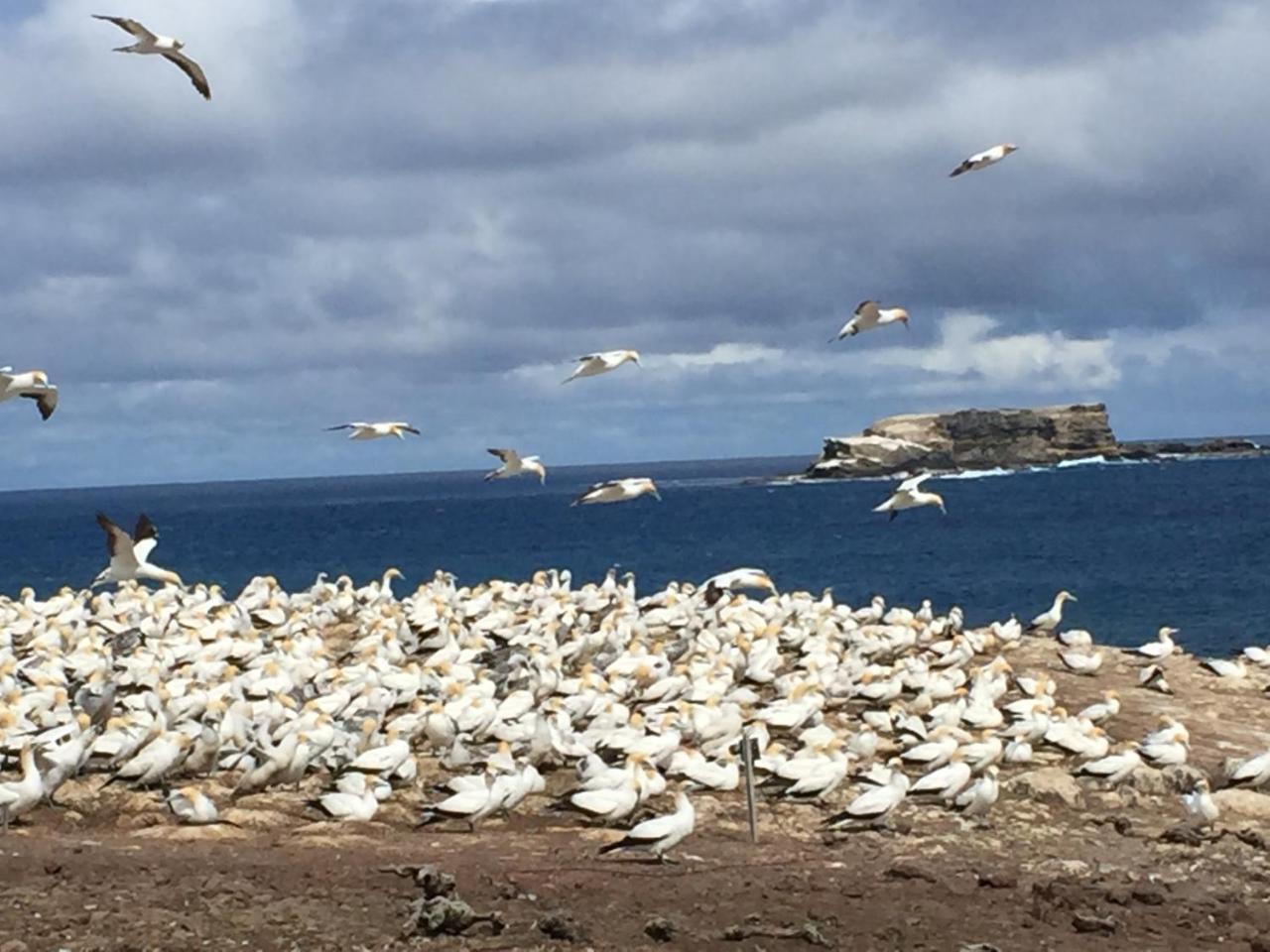 ポートランド Cape Nelson Lighthouseヴィラ エクステリア 写真